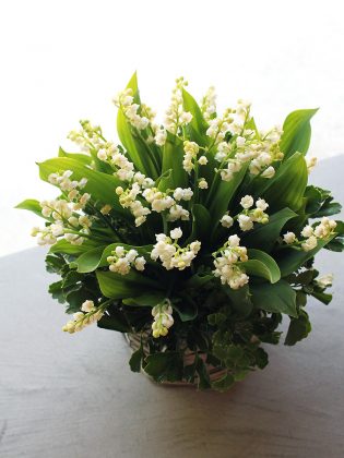 Muguet Arrangement | スズランアレンジメント