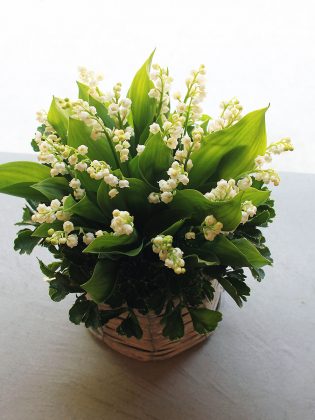 Muguet Arrangement | スズランアレンジメント