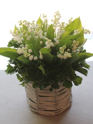 Muguet Arrangement | スズランアレンジメント