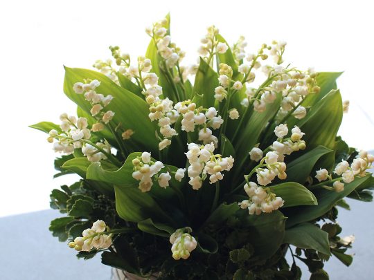 Muguet Arrangement | スズランアレンジメント